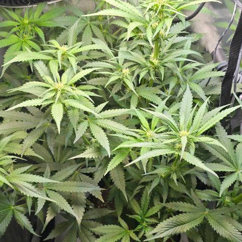 Royal 1 growlog timeline photo