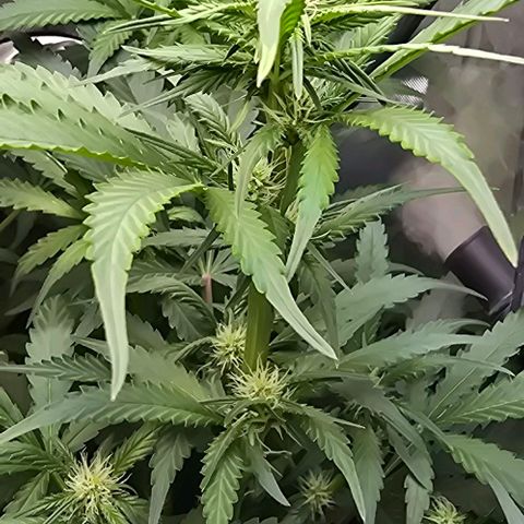 Royal 1 growlog timeline photo