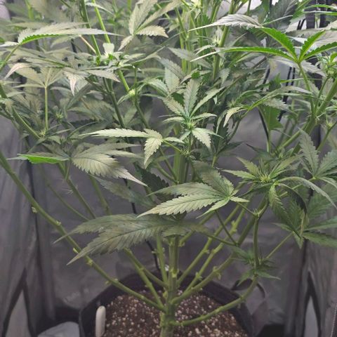 Royal 1 growlog timeline photo