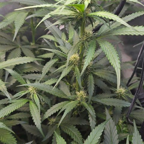 Royal 1 growlog timeline photo
