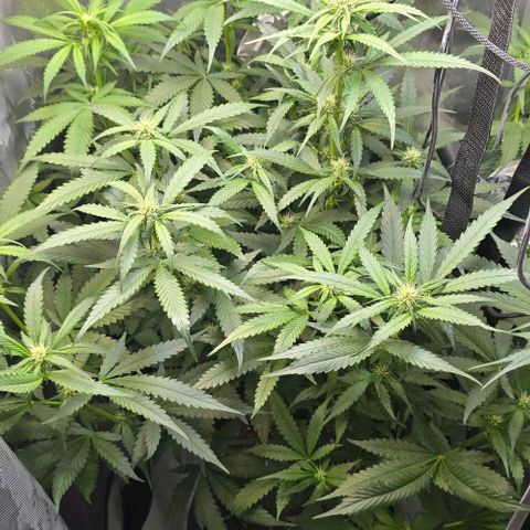 Royal 1 growlog timeline photo