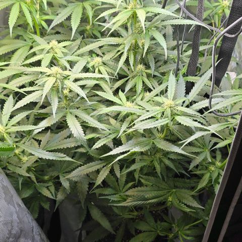 Royal 1 growlog timeline photo