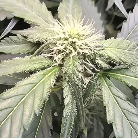 Royal 1 growlog timeline photo