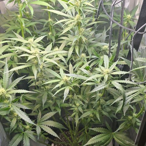 Royal 1 growlog timeline photo