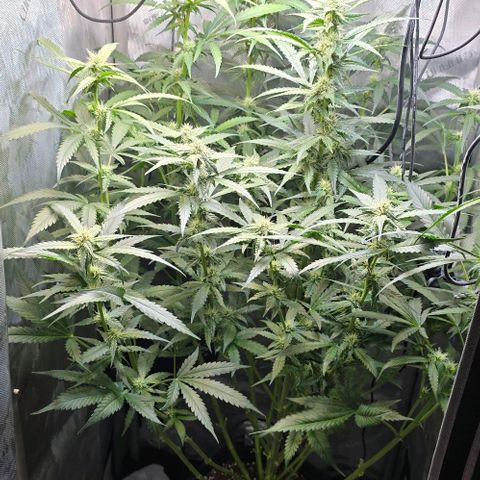 Royal 1 growlog timeline photo