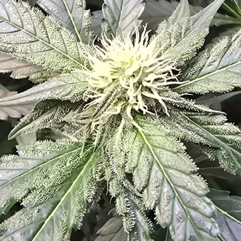 Royal 1 growlog timeline photo