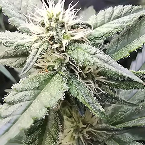 Royal 1 growlog timeline photo