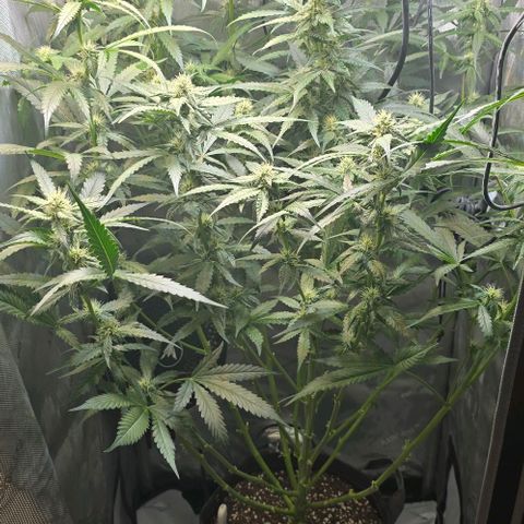Royal 1 growlog photo: Further lollipopping
