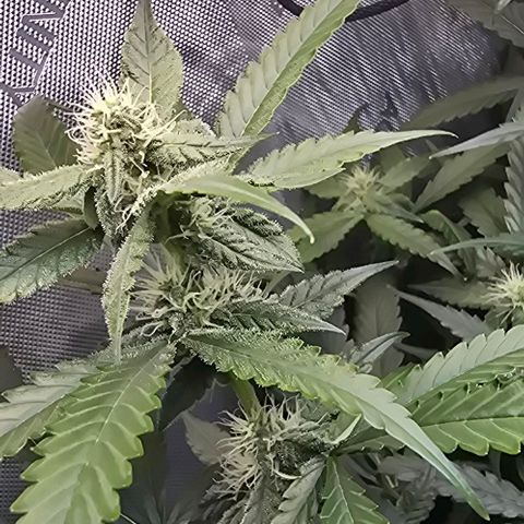 Royal 1 growlog timeline photo