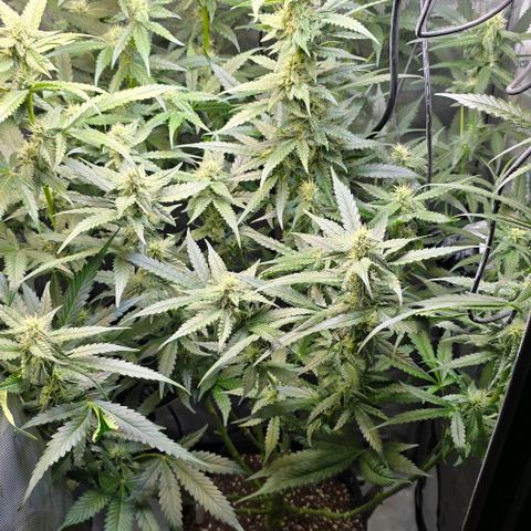 Royal 1 growlog timeline photo
