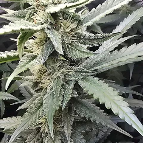 Royal 1 growlog timeline photo