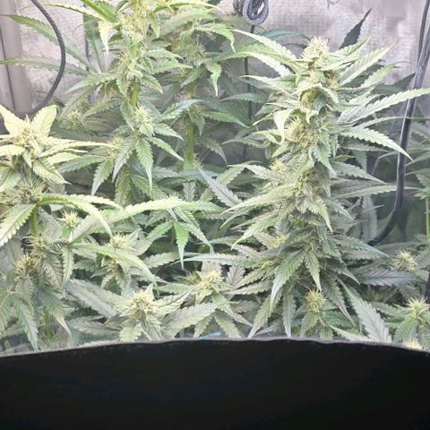 Royal 1 growlog timeline photo