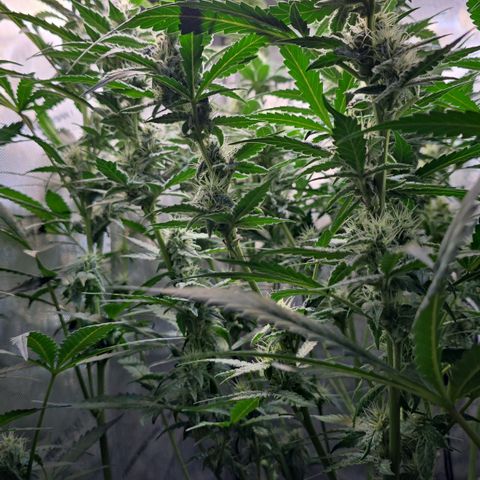 Royal 1 growlog timeline photo
