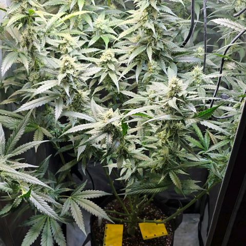 Royal 1 growlog timeline photo