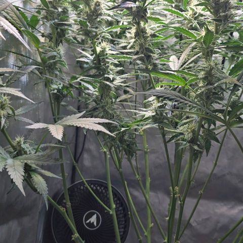 Royal 1 growlog timeline photo