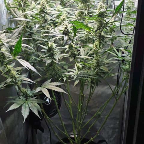 Royal 1 growlog timeline photo
