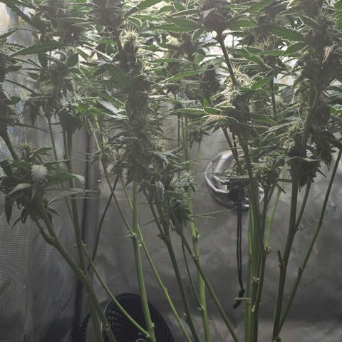 Royal 1 growlog timeline photo