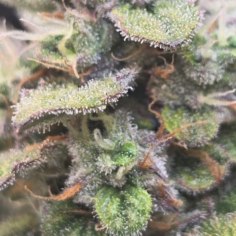 Royal 1 growlog timeline photo