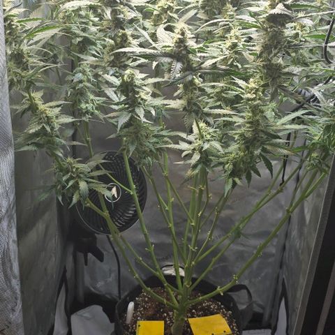 Royal 1 growlog timeline photo