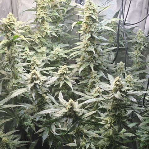 Royal 1 growlog timeline photo