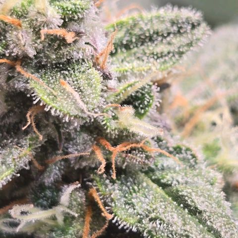Royal 1 growlog timeline photo