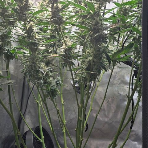 Royal 1 growlog timeline photo
