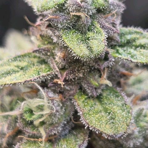 Royal 1 growlog timeline photo