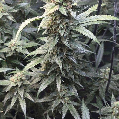 Royal 1 growlog timeline photo