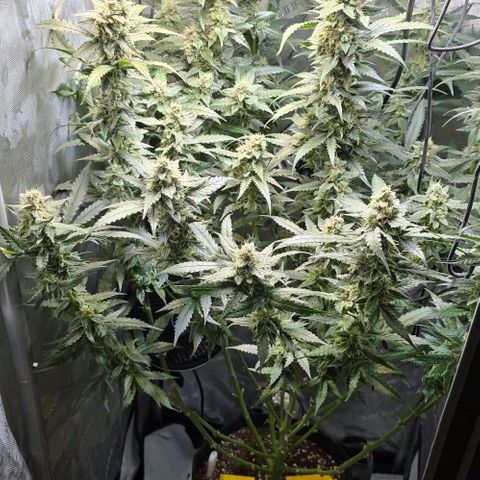 Royal 1 growlog timeline photo