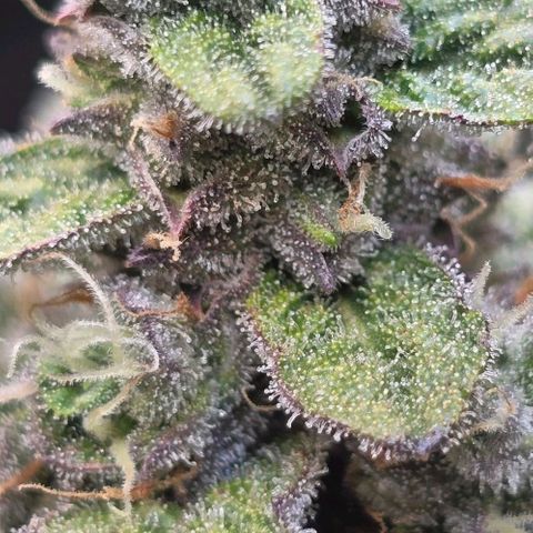 Royal 1 growlog timeline photo
