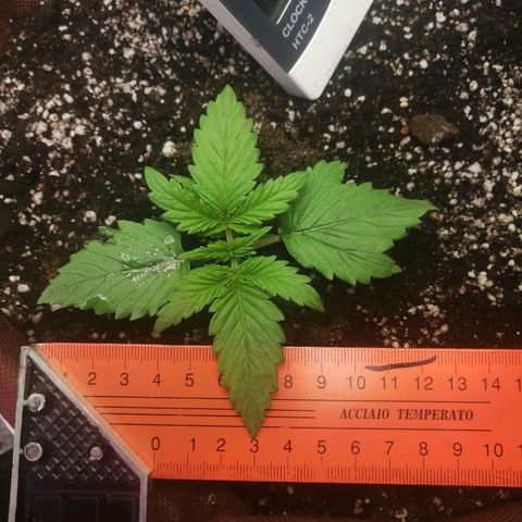 Doctor Choice  growlog photo: Ништяк растёт! 