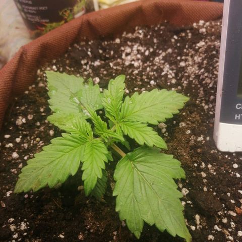 Doctor Choice  growlog photo: Ништяк растёт! 