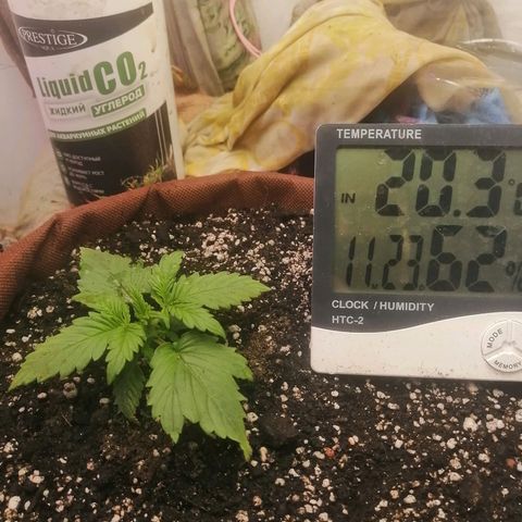 Doctor Choice  growlog photo: Ништяк растёт! 