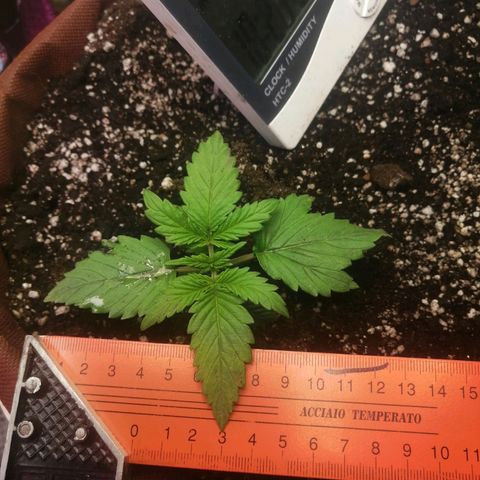 Doctor Choice  growlog photo: Ништяк растёт! 