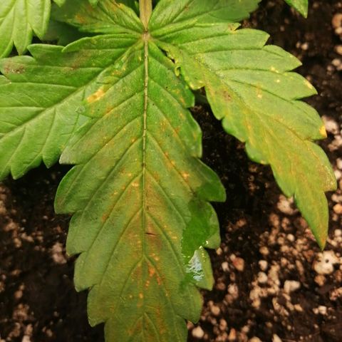 Doctor Choice  growlog timeline photo