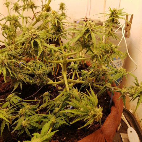 Doctor Choice  growlog timeline photo