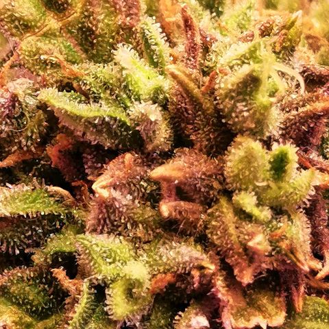 Doctor Choice  growlog timeline photo