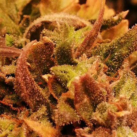 Doctor Choice  growlog timeline photo