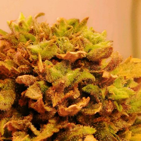 Doctor Choice  growlog timeline photo