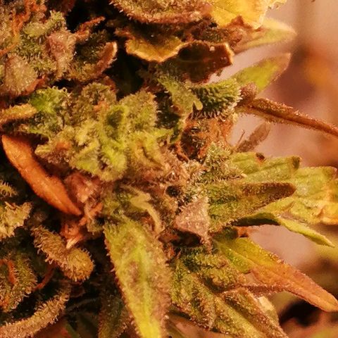 Doctor Choice  growlog timeline photo