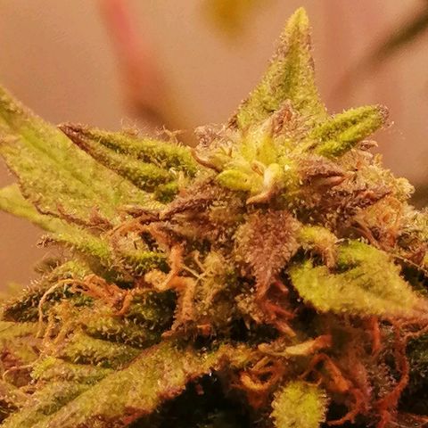 Doctor Choice  growlog timeline photo