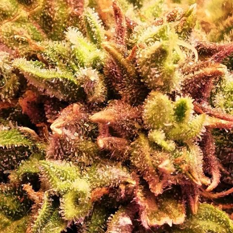 Doctor Choice  growlog timeline photo