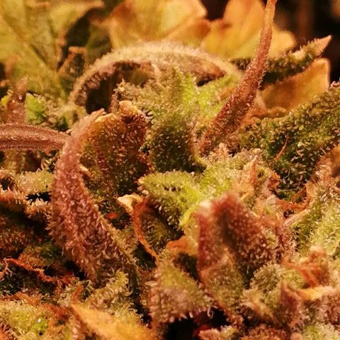 Doctor Choice  growlog timeline photo