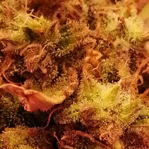 Doctor Choice  growlog photo: Потекла