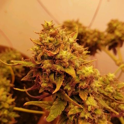 Doctor Choice  growlog photo: Потекла