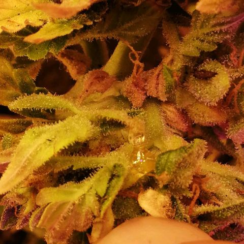Doctor Choice  growlog photo: Потекла