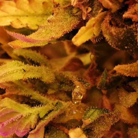 Doctor Choice  growlog photo: Потекла