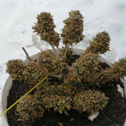 Doctor Choice  growlog photo: 15 мин на мороз - 5
