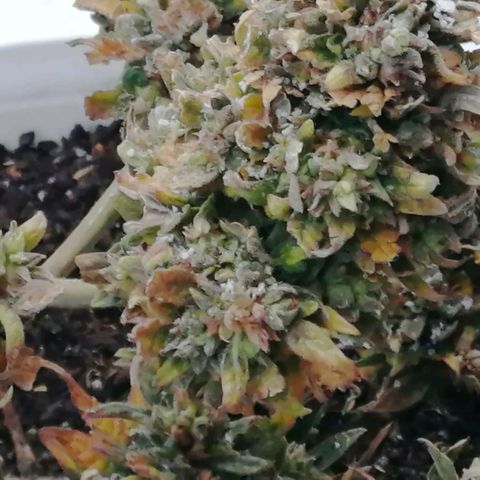 Doctor Choice  growlog photo: 15 мин на мороз - 5