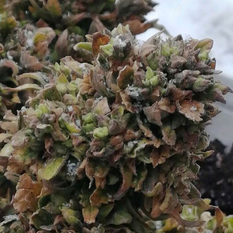 Doctor Choice  growlog photo: 15 мин на мороз - 5